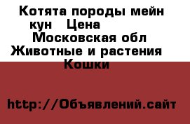 Котята породы мейн кун › Цена ­ 20 000 - Московская обл. Животные и растения » Кошки   